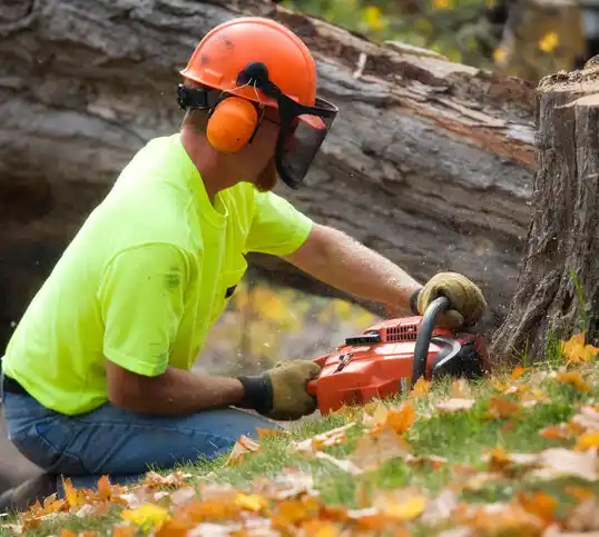 tree services Kissee Mills